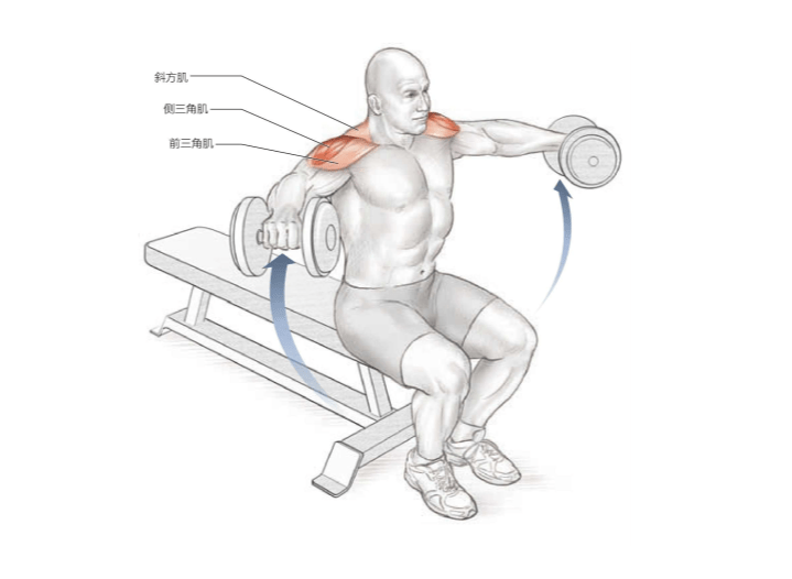 坐姿啞鈴推舉2.器械肩上推舉1.槓鈴肩推肩部示意圖- 01 肩部