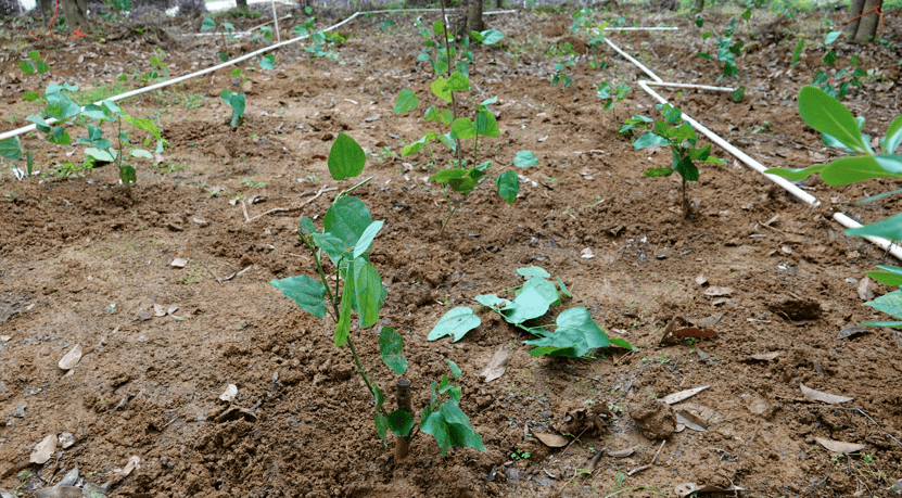 葡萄镇两新组织开展种好赤苍藤盘活林下经济试点暨种植技术培训