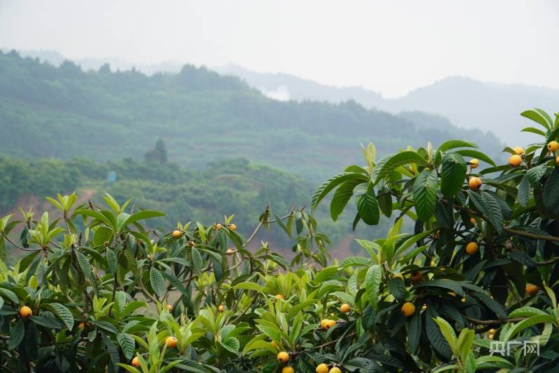 组图五月枇杷满树金四川仁寿县文宫枇杷迎来丰收好时节