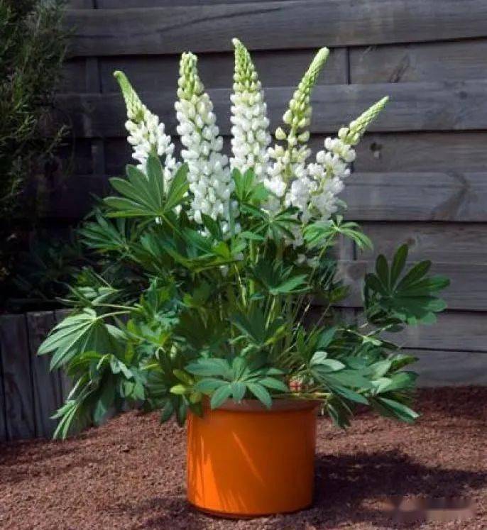 蓝色迷你画廊 黄色迷你画廊 混色迷你画廊盆栽羽扇豆国外零卖市场种苗