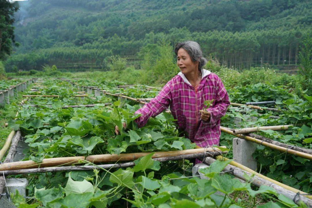 忻城种植佛手瓜念好致富经