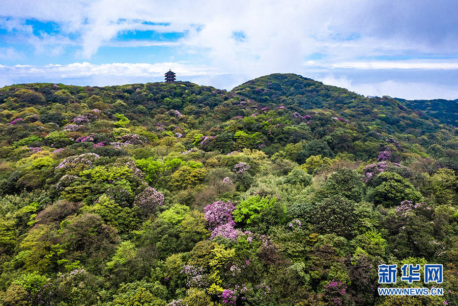 重庆南川金佛山杜鹃花开花团锦簇云海相伴