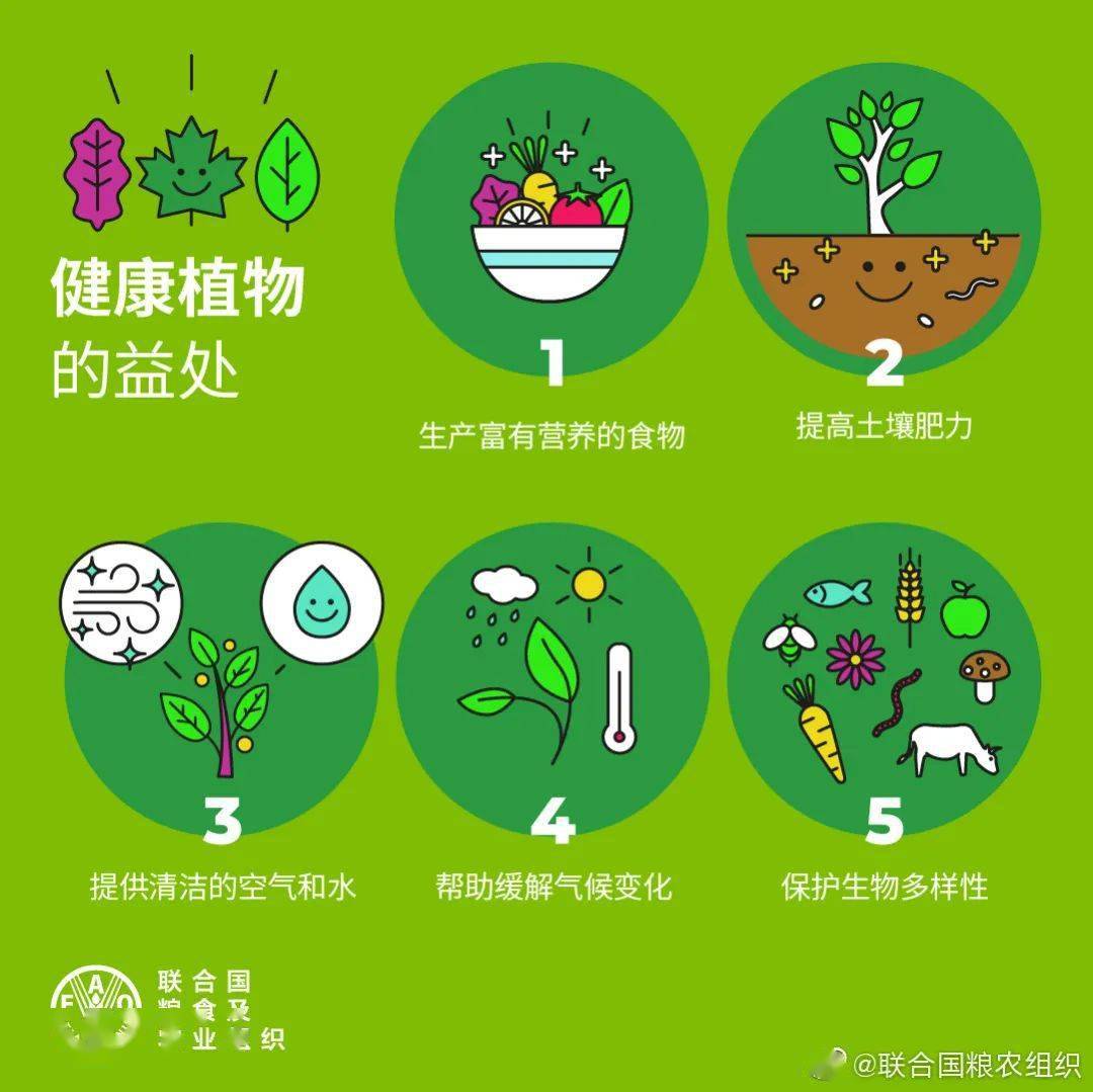 来源:联合国粮农组织官方微博呆呆对于我们来说,植物的重要性不言而喻