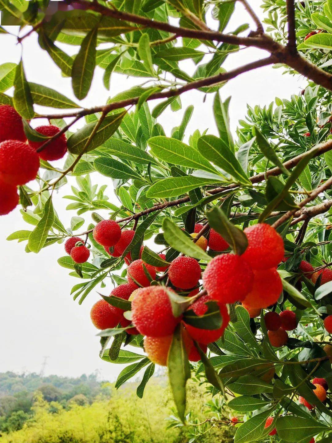 白沙杨梅夏的滋味