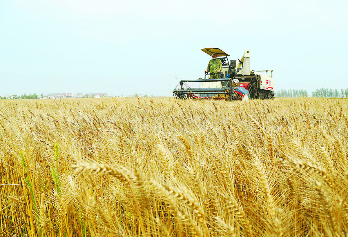 开镰收麦_小麦_农垦_李龙
