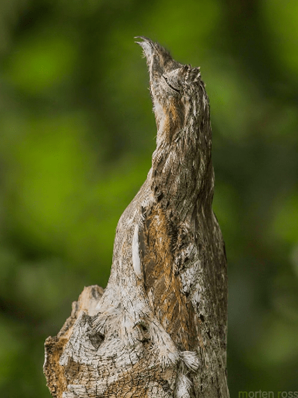 自然界中,总有些聪明的生物拥有糊弄人的本事,例如林鸱(chī),兰花
