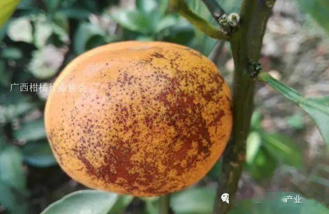 柑橘砂皮病图片大全及防治方法