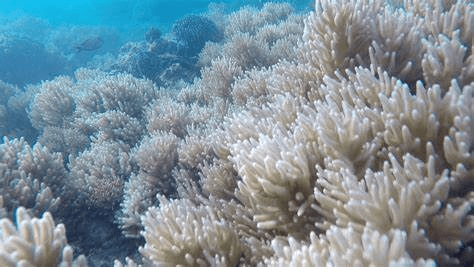 大堡礁白化图片
