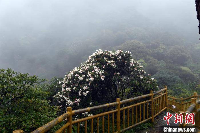 圖為金秀聖堂山杜鵑花盛開.