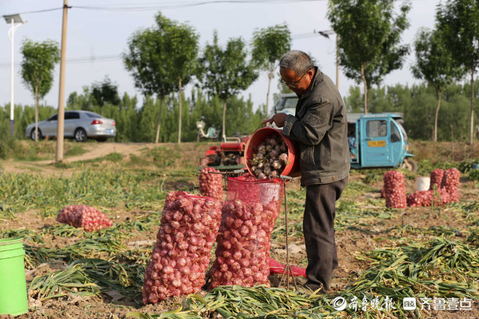 好景山东济阳区稍门村40亩大蒜喜获丰收农户采收笑开颜