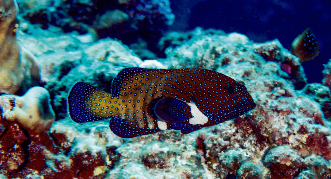 斑點九棘鱸 cephalopholis argus紅鰭冠海龍 corythoichthys haemato