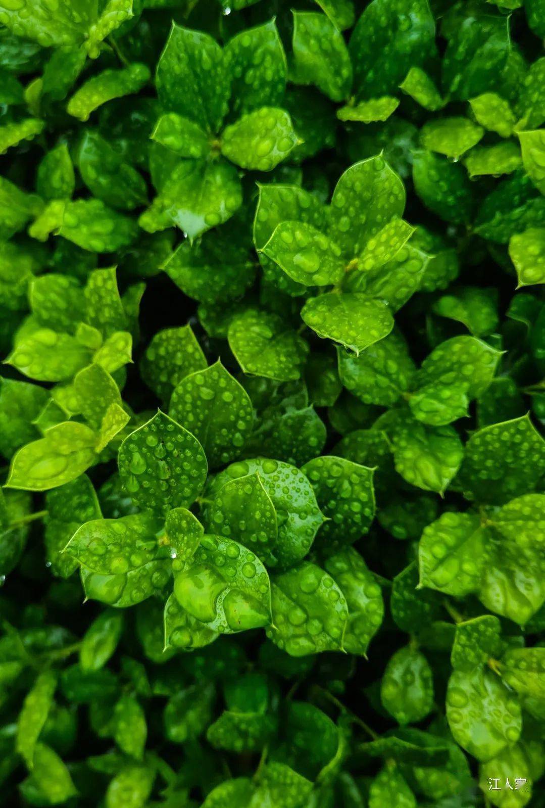 红花绿叶迎解封