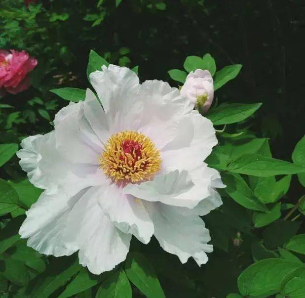 牡丹花颜_栽培_植物_芍药