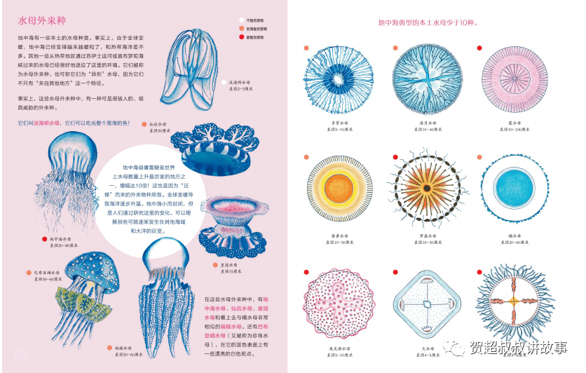 了解水母,看这本《水母花园》