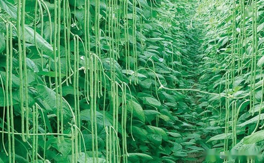 豆角架豆角光长秧子结荚少咋办教你几个妙招让你摘不完