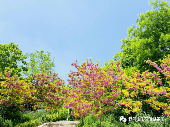 应该是香槐野河山庄附近的红槐花还有这开在红土山,春水碧波飘落处,浮