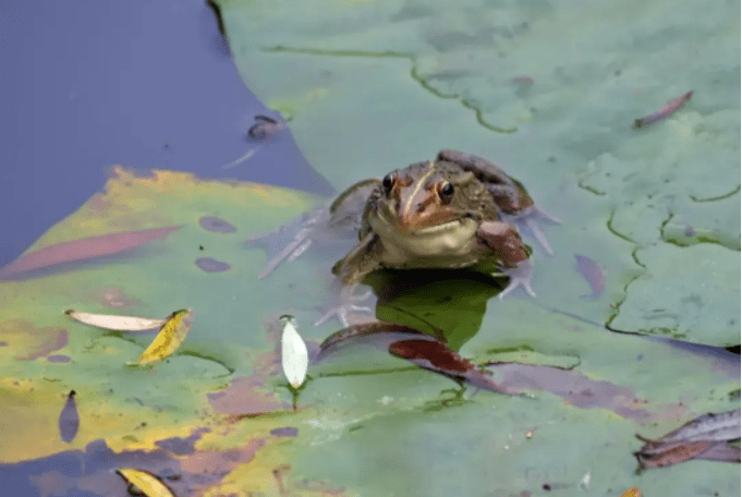 投诉癞蛤蟆"噪音扰民" 不如"听取蛙声一片"_叫声