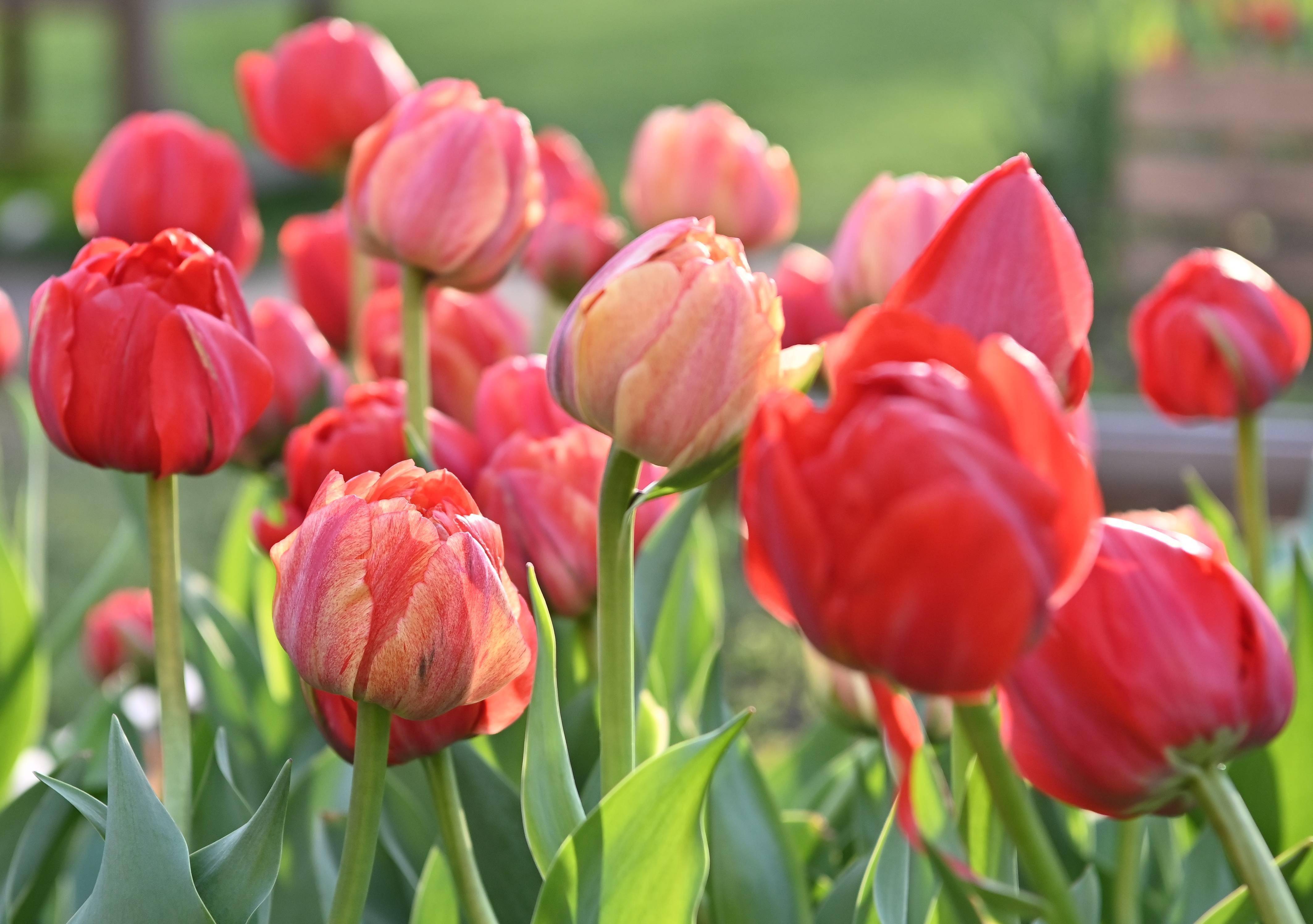 外代,2022年5月16日这是5月14日在俄罗斯莫斯科国立大学植物园举办的