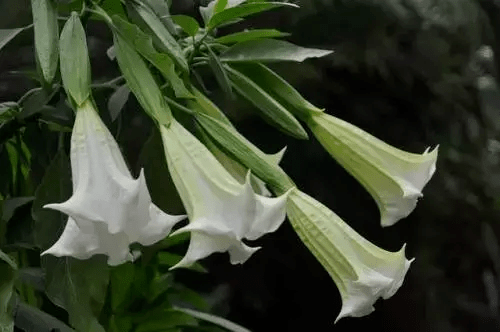 这些都是毒品私自种植毒品原植物违法