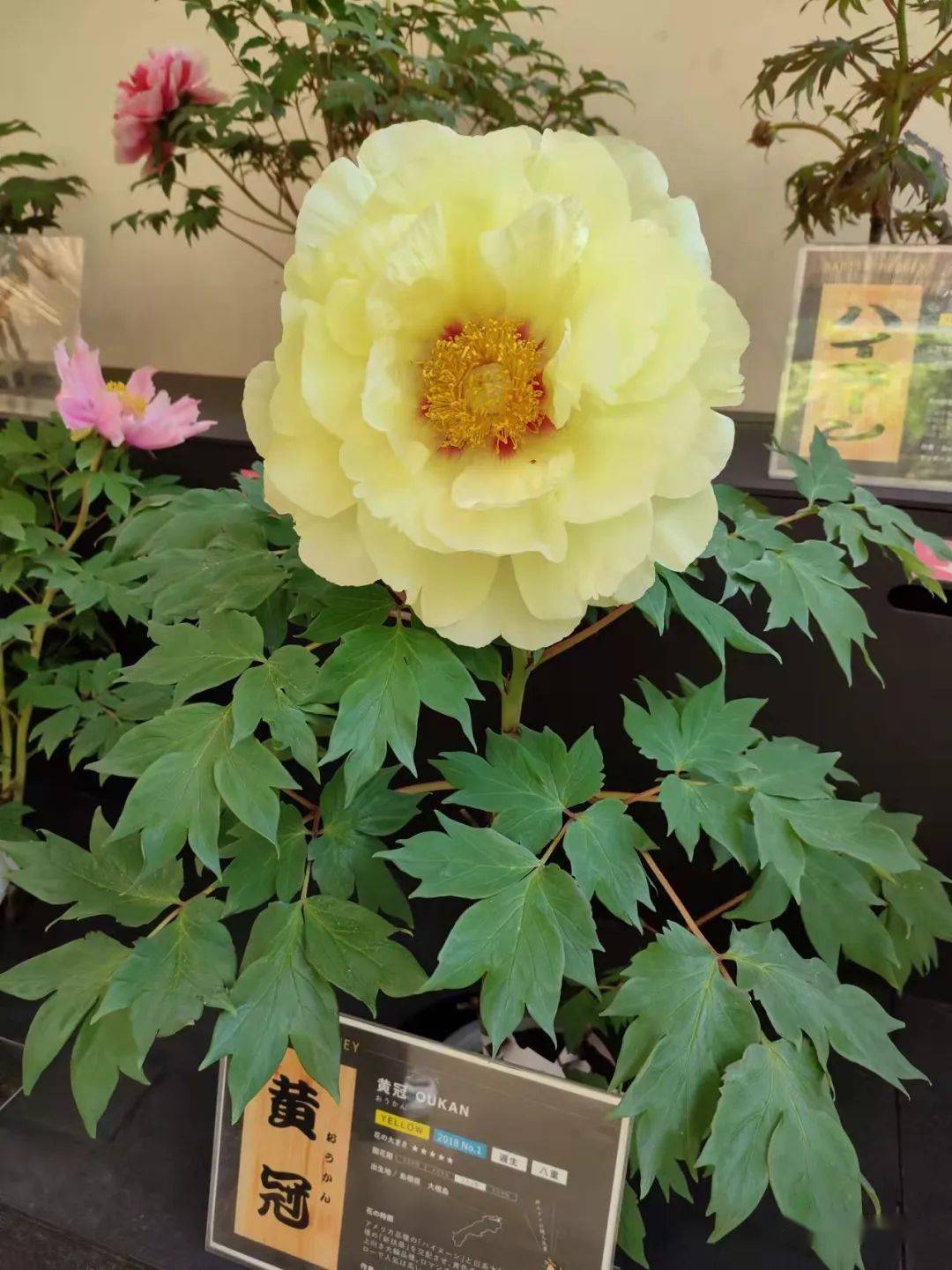 牡丹展,拍摄:emily搭配背景的浮世绘也格外有韵味,仿佛与花融为