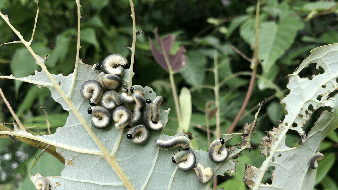 浙江发现新物种_叶蜂_李泽建_凤阳