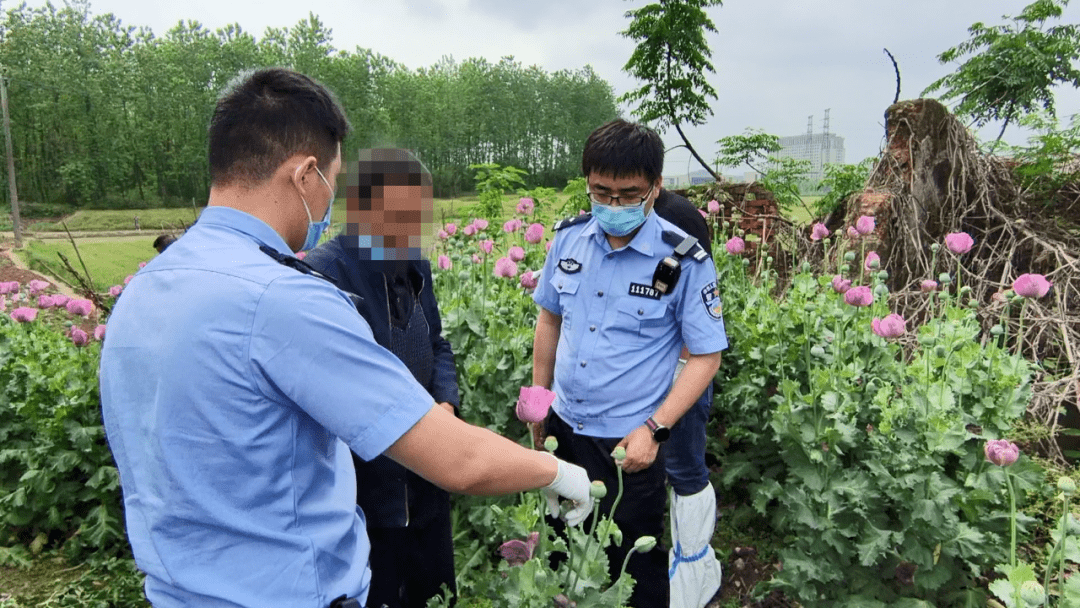 被依法行政拘留目前,马某因非法种植罂粟果实大而饱满马某的这片罂粟