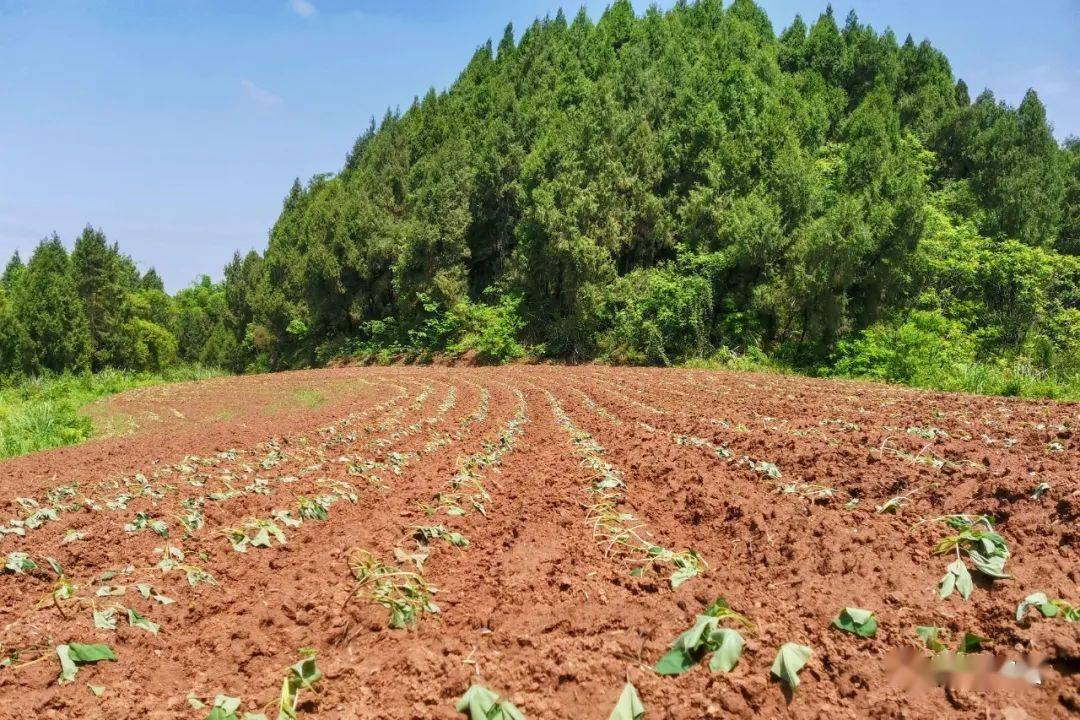 致富薯光安居這個村800餘畝紅薯栽種忙