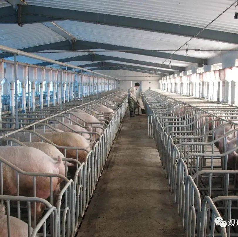 总投资500万，年出栏生猪4800头：霞洞新建一个养猪场！_霞洞镇_项目_建设