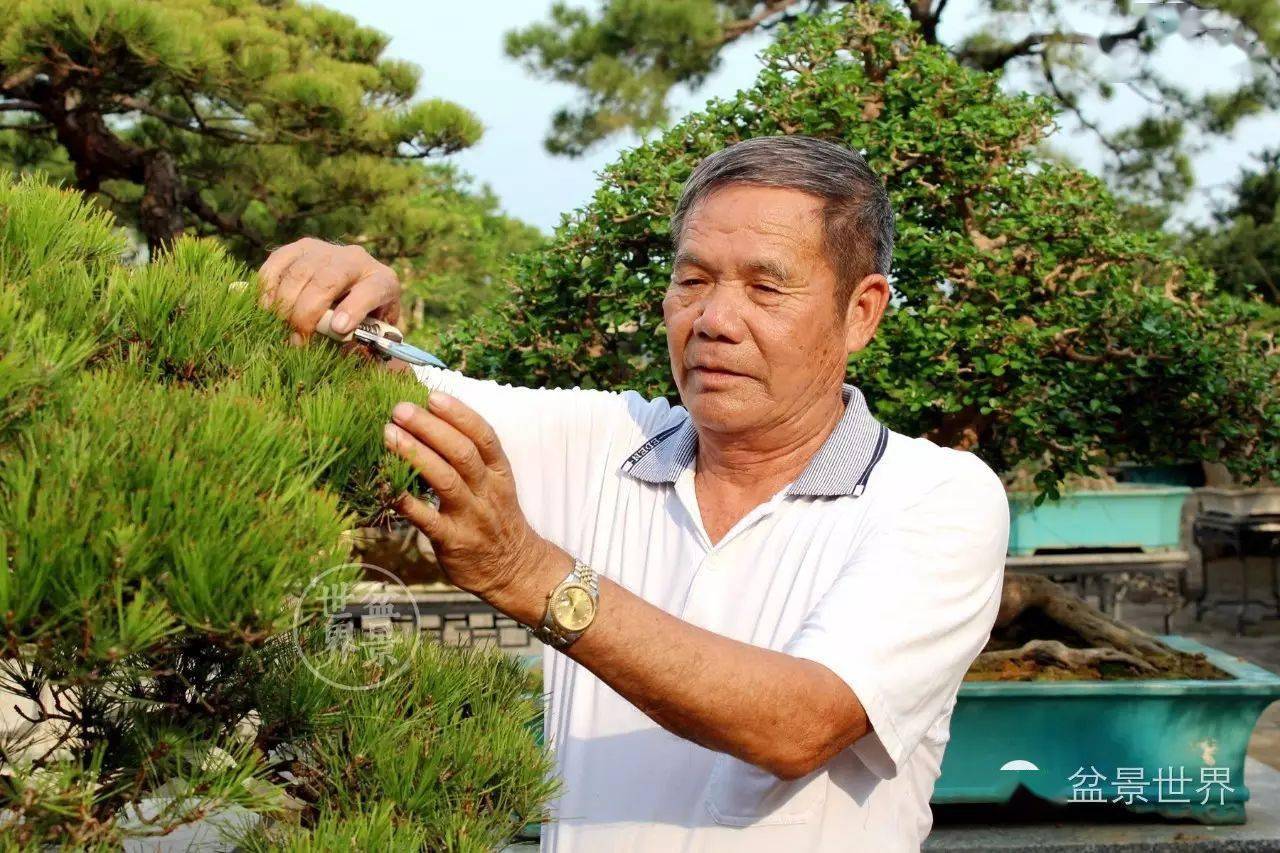 寻找中国最美盆景园丨顺德彭园_山松_金奖_博兰