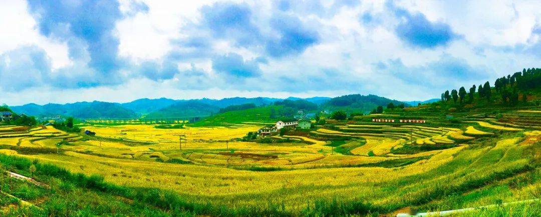 团溪白果贡米:"稻 "模式提升产业效益 促进群众增收_种植_团溪镇_金芝