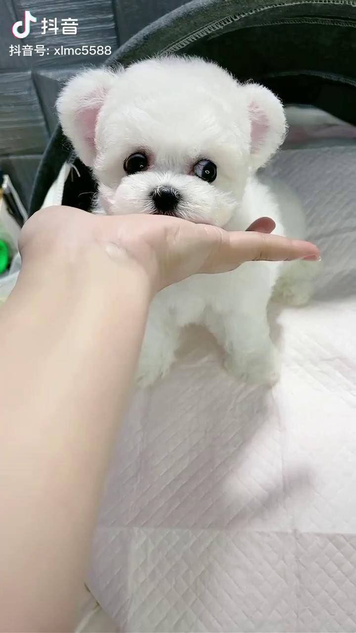 宠物宠物美容萌宠宠物狗比熊韩系比熊宝宝3个月大眼睛比熊宝宝你爱了