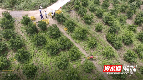 冷水滩：夏橙迎丰收“橙”就致富路