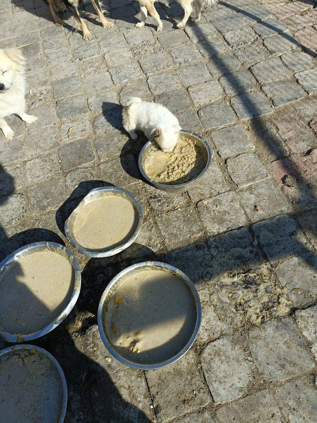 这里的狗狗竟然钟爱吃玉米面看完这篇文章你就知道为什么了