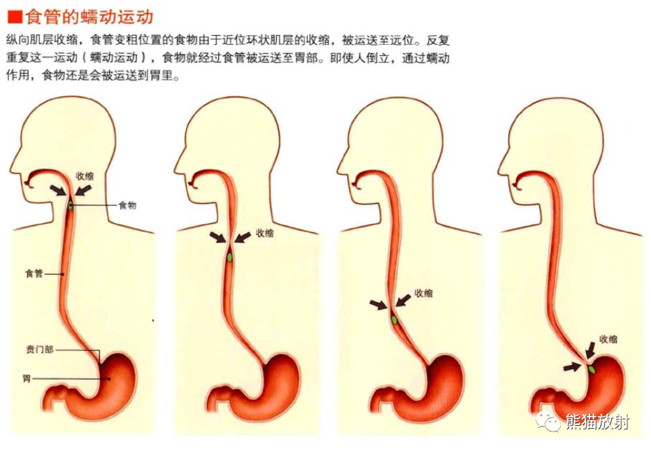 食管的蠕動運動胃的蠕動運動小腸的分節運動小腸的緊張性收縮呼吸器官