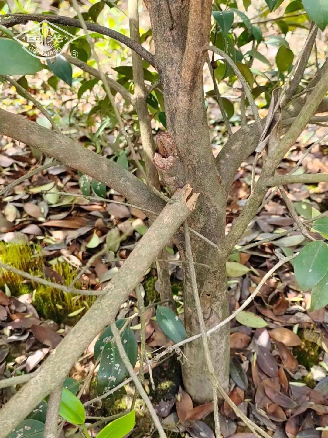 蛾排泄孔▲油茶织蛾粪便及蛀道油茶织蛾主要以幼虫为害油茶树干和枝条