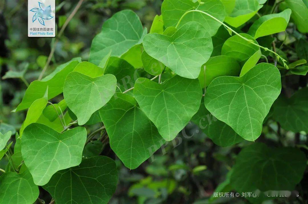 能抑制新冠的千金藤素究竟是什么来头