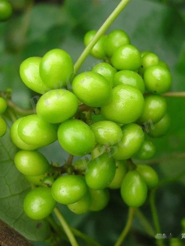 千金藤的果实 图源水印大部分不是.(那为何叫千金藤素?