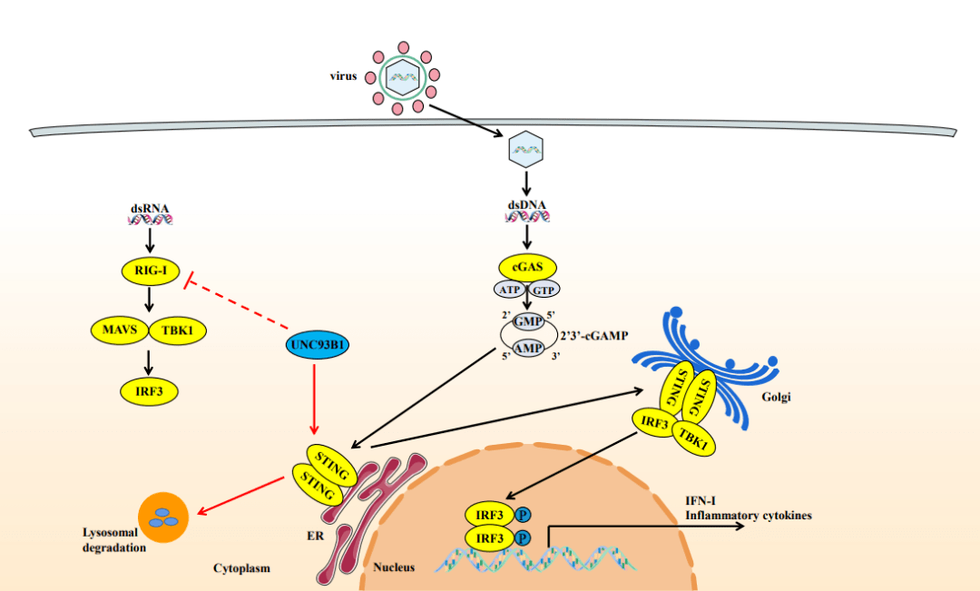 unc93b1抑制sting负调控cgas-sting信号通路的分子机制示意图返回