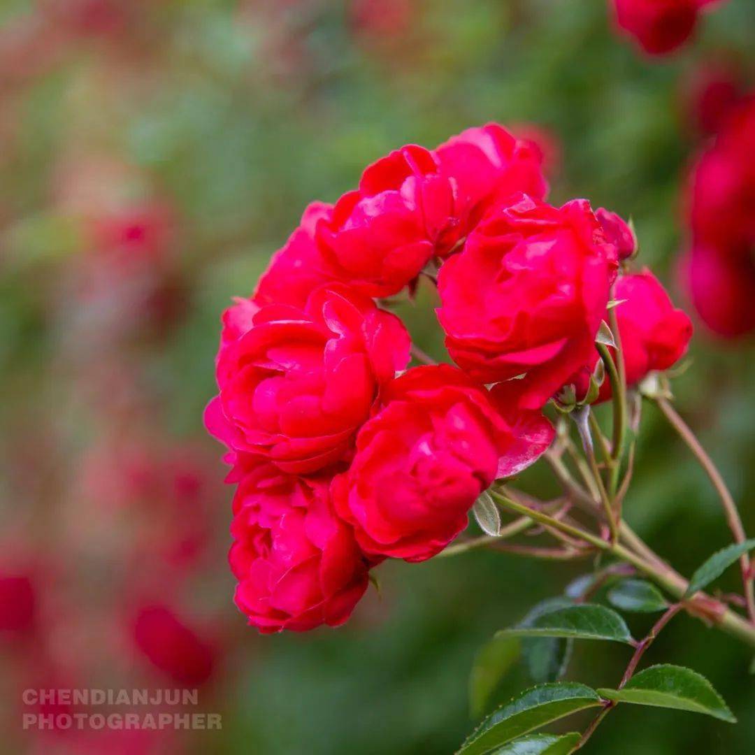 薔薇花開到金川雙柏樹打卡