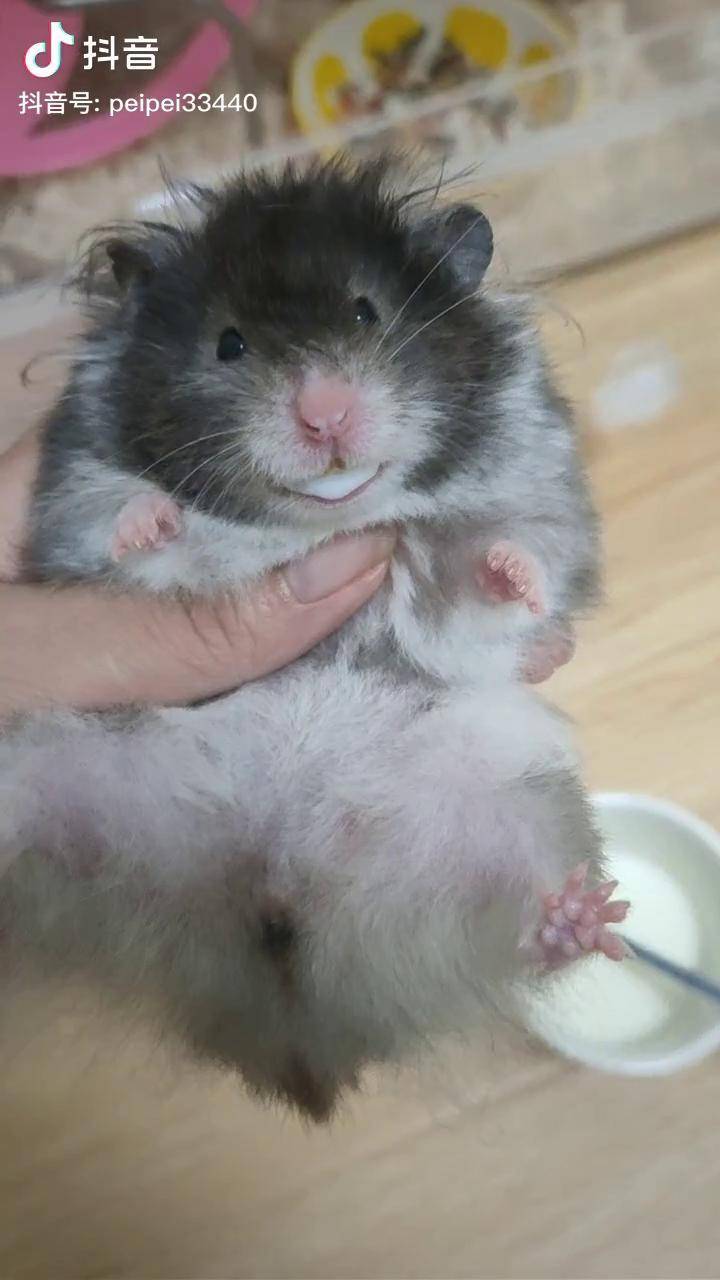 吧唧吧唧金丝熊黑波利