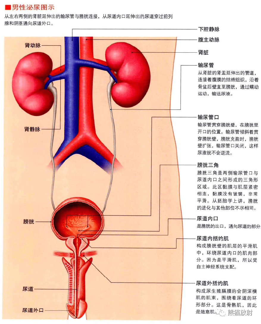 尿道解剖 结构图图片