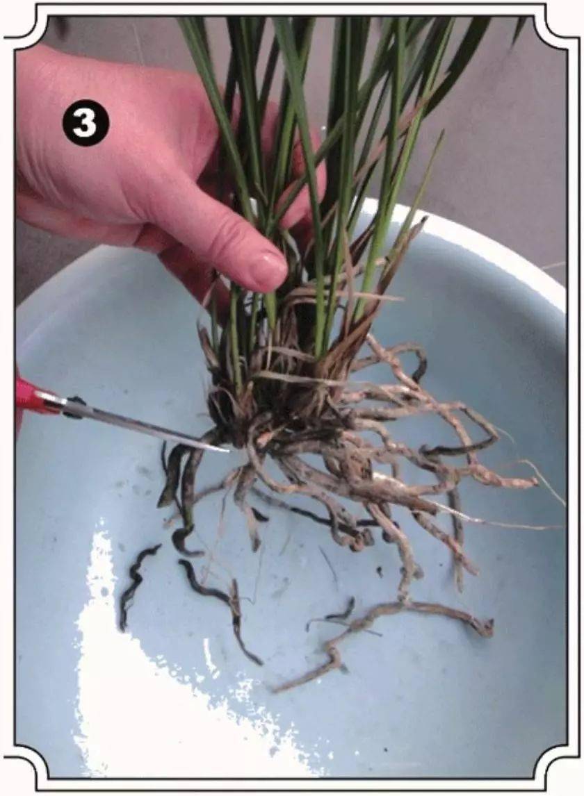 想要繁殖兰花,必须熟练掌握为兰花倒盆分株!_台友_步骤_盆景