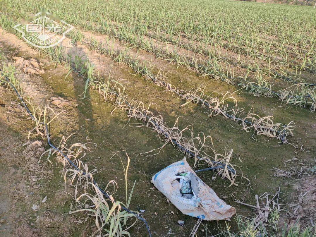 长期雨水天气下我们甘蔗应该如何应对