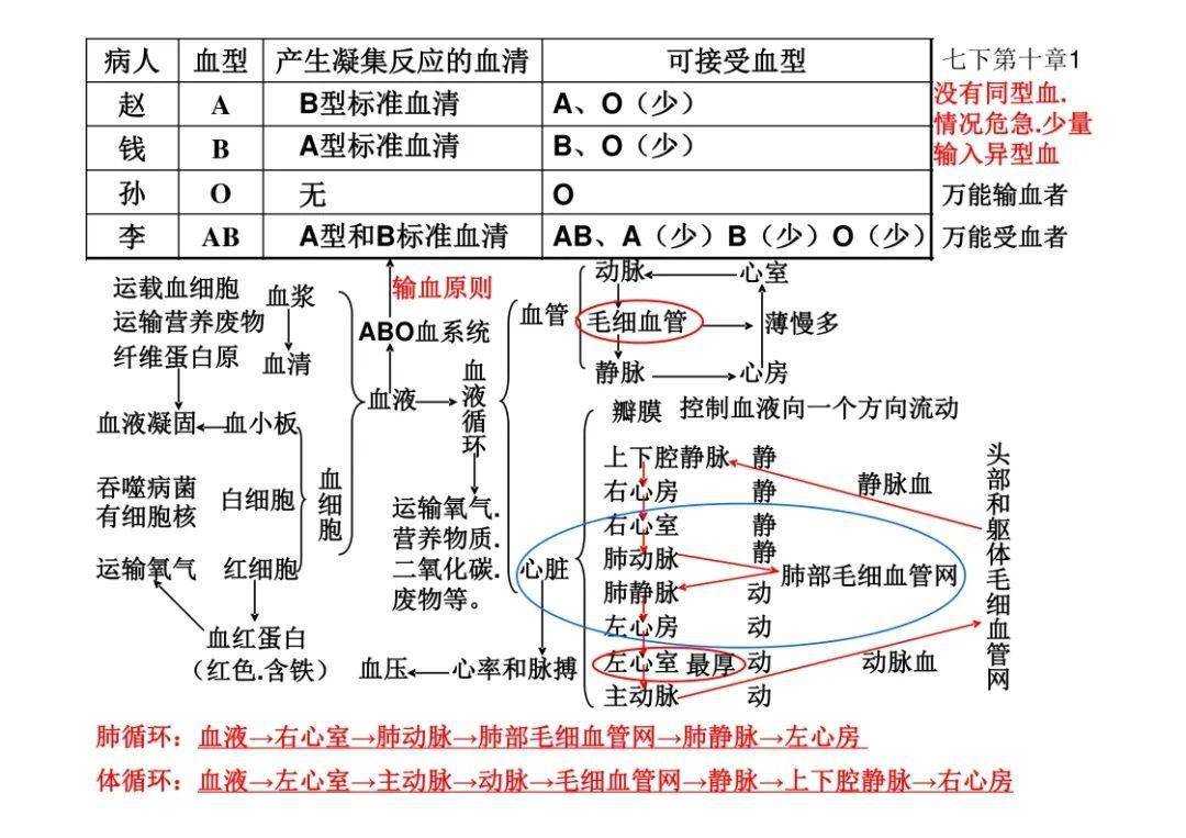 初中生物知識點思維導圖複習專用轉給孩子附電子版