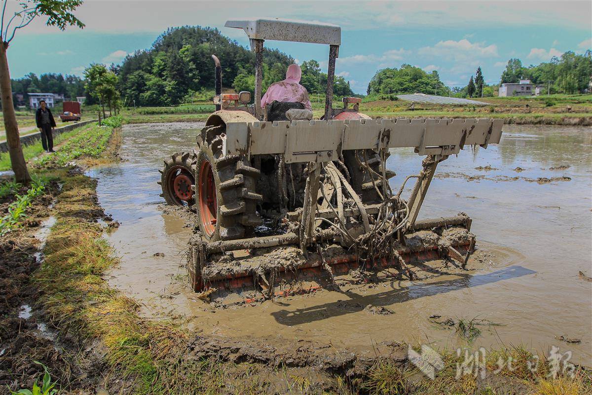 利川水稻生产基本实现全程机械化_农机_南坪乡_明泉