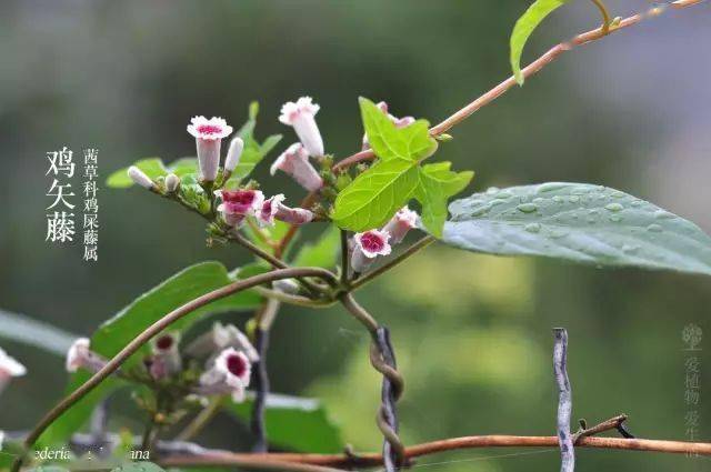 臭屁藤属藤蔓植物,且极易存活,就算把叶子全部掐掉,过几天又会冒出了
