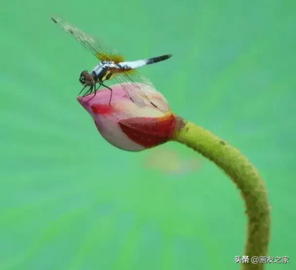 国画素材:蜻蜓,活灵活现,真想立马画上一幅_网络_蜻蜓_国画