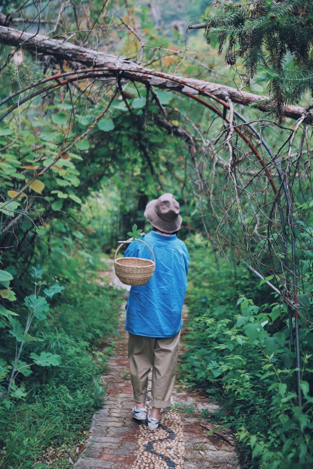 山居岁月长:周末去了趟山里,住小木屋,听雨声_路边摘_白茶_日子