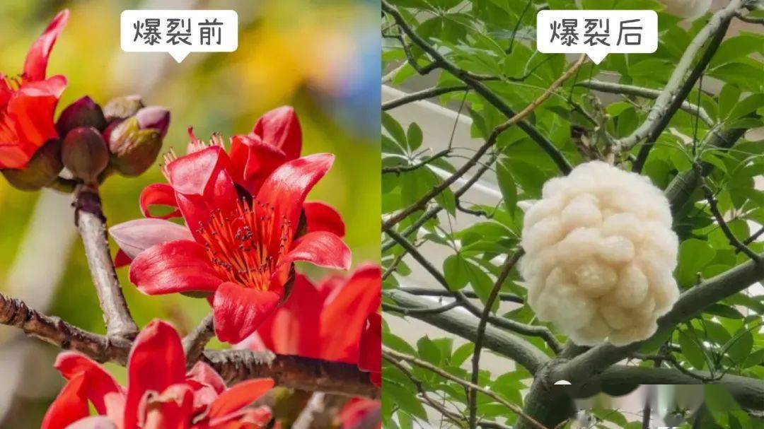 结出的"棉花团"事实上,这是木棉树木棉花谢,飞絮飘飘!