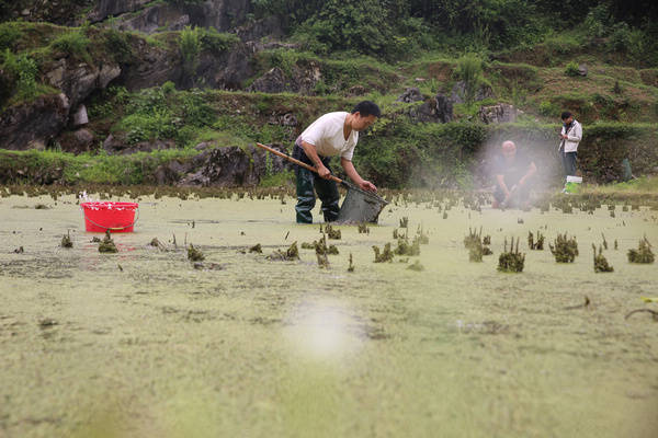 沿河泉坡村:稻田养鱼 一田双收_张勇_何祖明_鱼苗